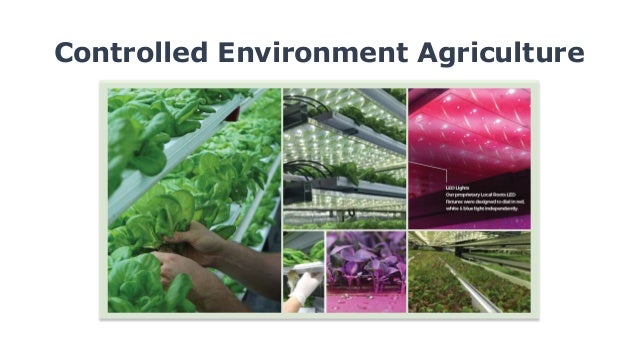  Controlled Environment Agriculture The Future Of Food 