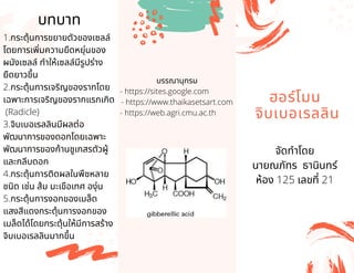 UNLEASH YOUR
CREATIVITY. FIND THE
PAINTER INSIDE OF YOU.
ฮอร์โมน
จิบเบอเรลลิน
จัดทําโดย
นายณภัทร ธานินทร์
ห้อง 125 เลขที 21
บรรณานุกรม
- https://sites.google.com
- https://www.thaikasetsart.com
- https://web.agri.cmu.ac.th
บทบาท
1.กระตุ้นการขยายตัวของเซลล์
โดยการเพิมความยืดหยุ่นของ
ผนังเซลล์ ทําให้เซลล์มีรูปร่าง
ยืดยาวขึน
2.กระตุ้นการเจริญของรากโดย
เฉพาะการเจริญของรากแรกเกิด
(Radicle)
3.จิบเบอเรลลินมีผลต่อ
พัฒนาการของดอกโดยเฉพาะ
พัฒนาการของก้านชูเกสรตัวผู้
และกลีบดอก
4.กระตุ้นการติดผลในพืชหลาย
ชนิด เช่น ส้ม มะเขือเทศ องุ่น
5.กระตุ้นการงอกของเมล็ด
แสงสีแดงกระตุ้นการงอกของ
เมล็ดได้โดยกระตุ้นให้มีการสร้าง
จิบเบอเรลลินมากขึน
 