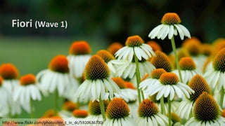 h<p://www.ﬂickr.com/photos/mr_t_in_dc/5920636730	
  
Fiori	
  (Wave	
  1)	
  
 