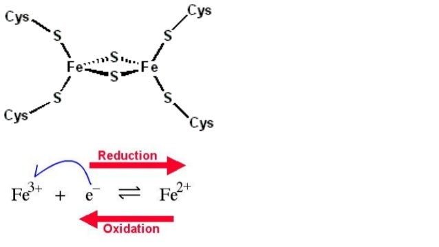 Poster WSSP Ferredoxin