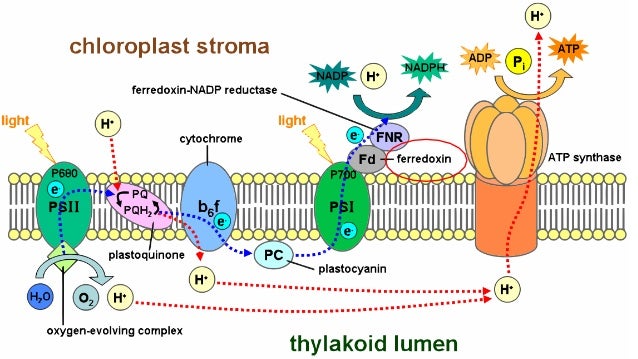 Poster WSSP Ferredoxin
