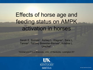 ﻿An Equal Opportunity University
Sarah E. Sivinski1, Ashley L. Wagner1, Sara L.
Tanner1, Tammy Brewster-Barnes1, Kristine L.
Urschel1
1Animal and Food Sciences, Univ. of Kentucky, Lexington KY
Effects of horse age and
feeding status on AMPK
activation in horses
 