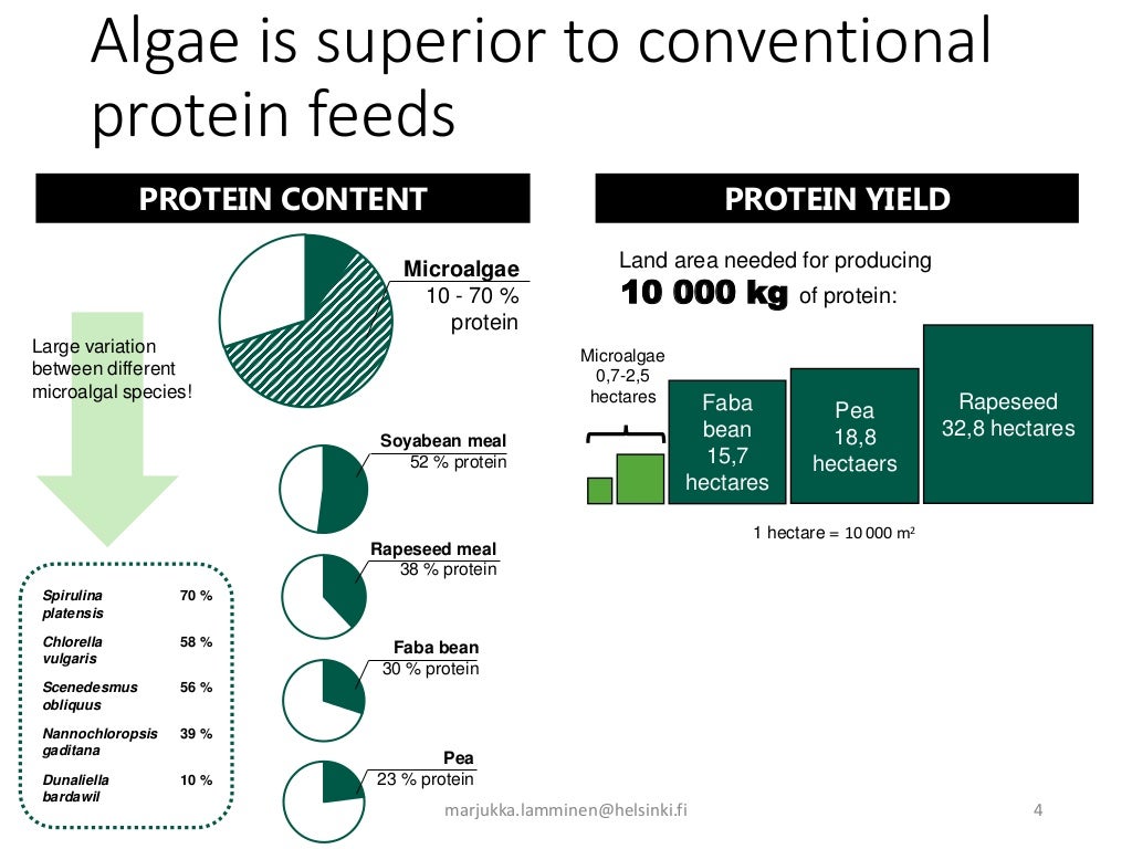 Microalgae as a protein feed for dairy cows