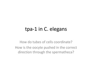 tpa-1 in C. elegans
How do tubes of cells coordinate?
How is the oocyte pushed in the correct
direction through the spermatheca?
 