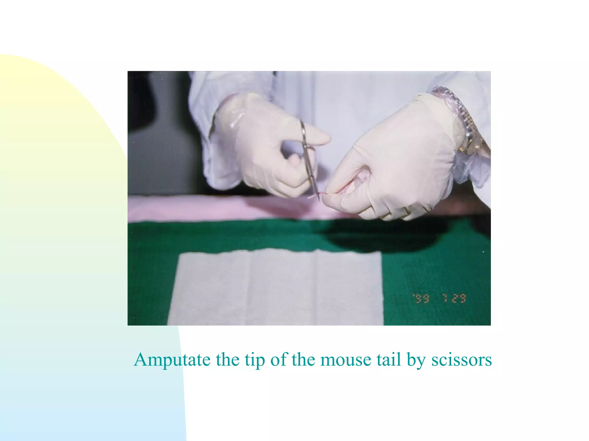 Amputate the tip of the mouse tail by scissors
 