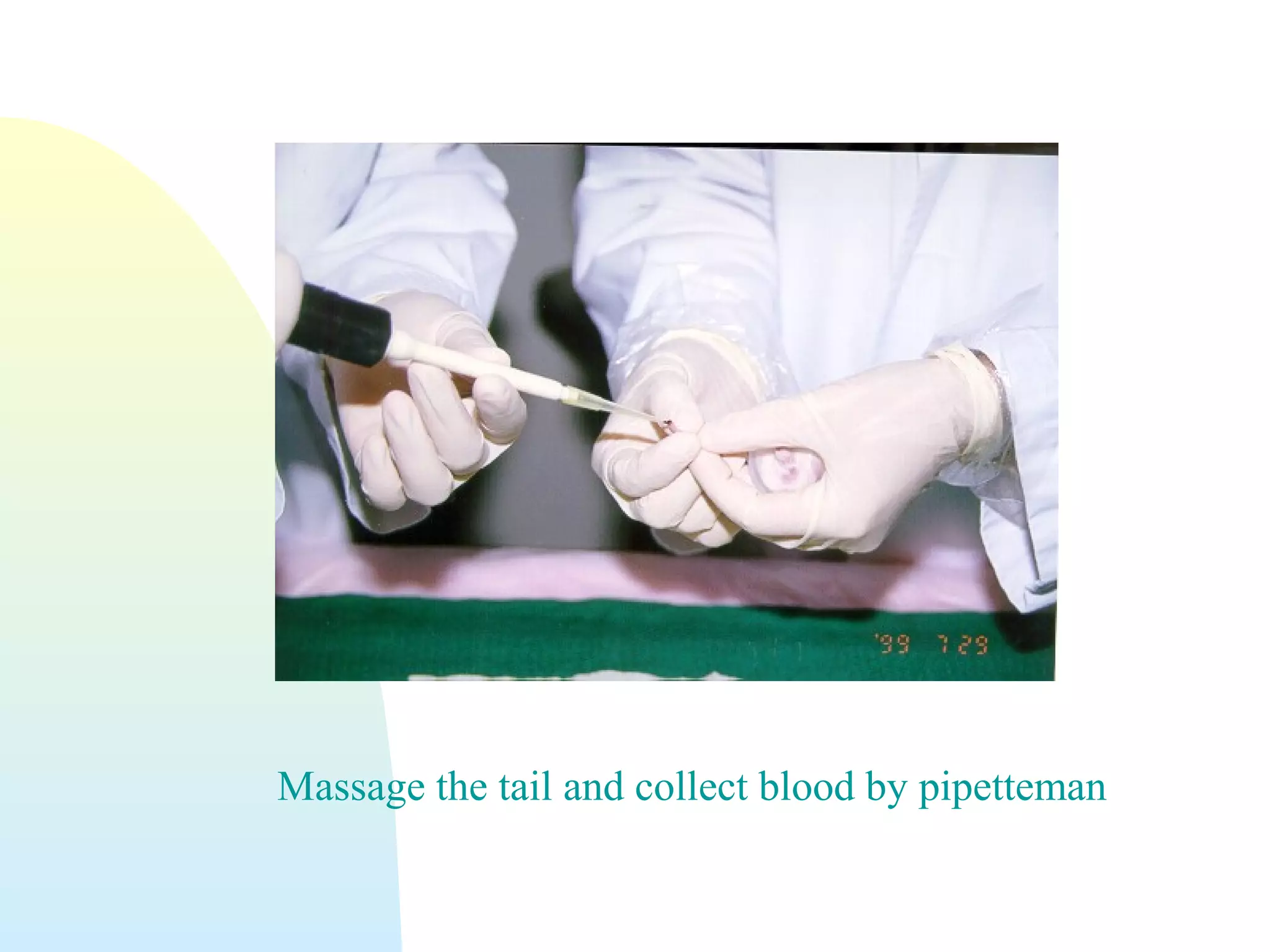 Massage the tail and collect blood by pipetteman
 