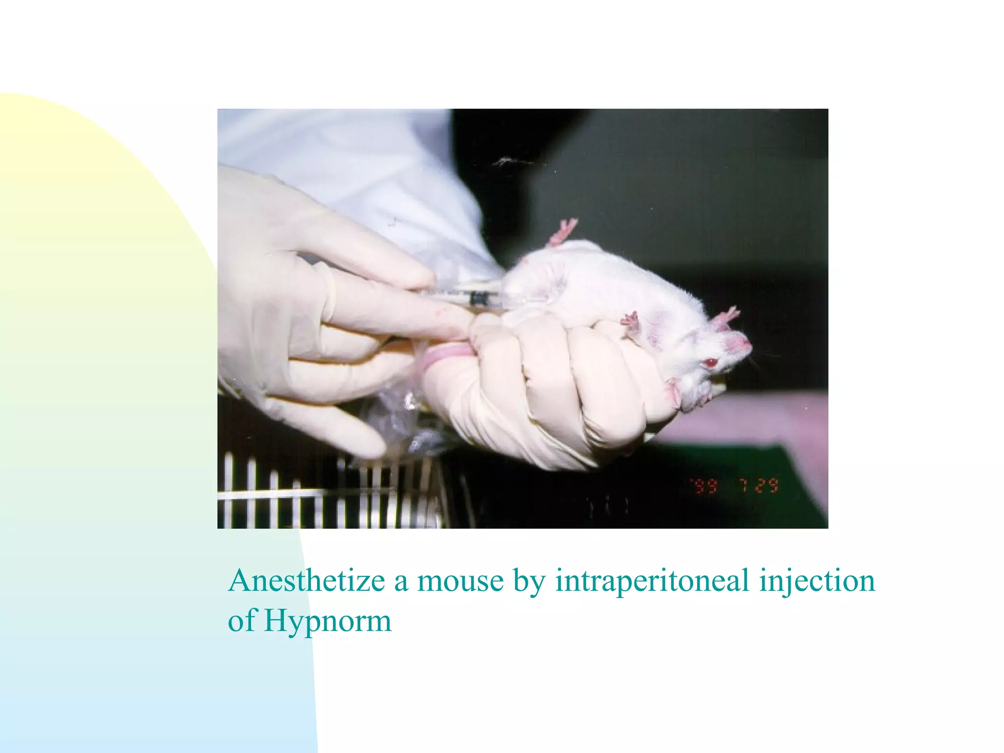 Anesthetize a mouse by intraperitoneal injection
of Hypnorm
 