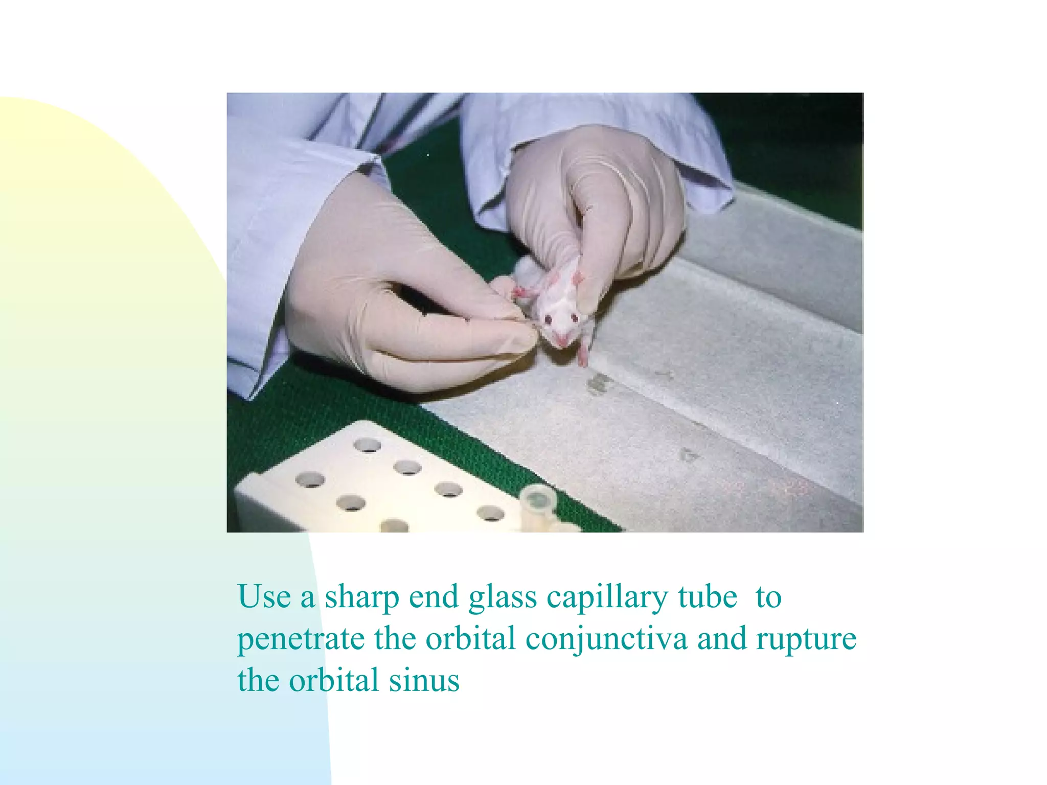 Use a sharp end glass capillary tube to
penetrate the orbital conjunctiva and rupture
the orbital sinus
 