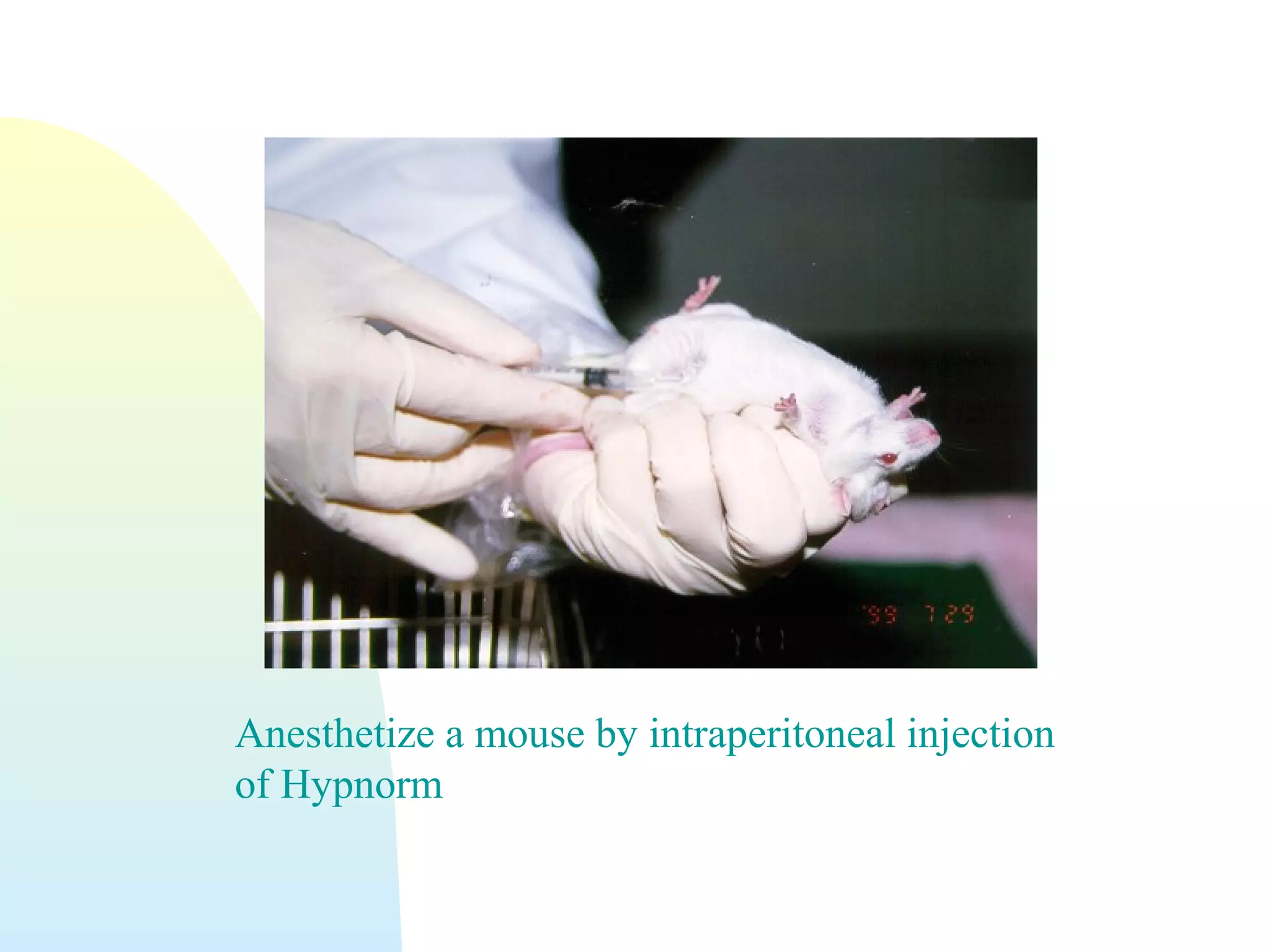 Anesthetize a mouse by intraperitoneal injection
of Hypnorm
 