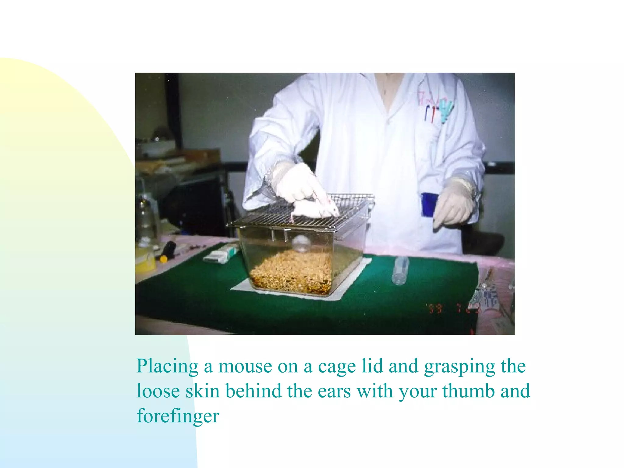 Placing a mouse on a cage lid and grasping the
loose skin behind the ears with your thumb and
forefinger
 