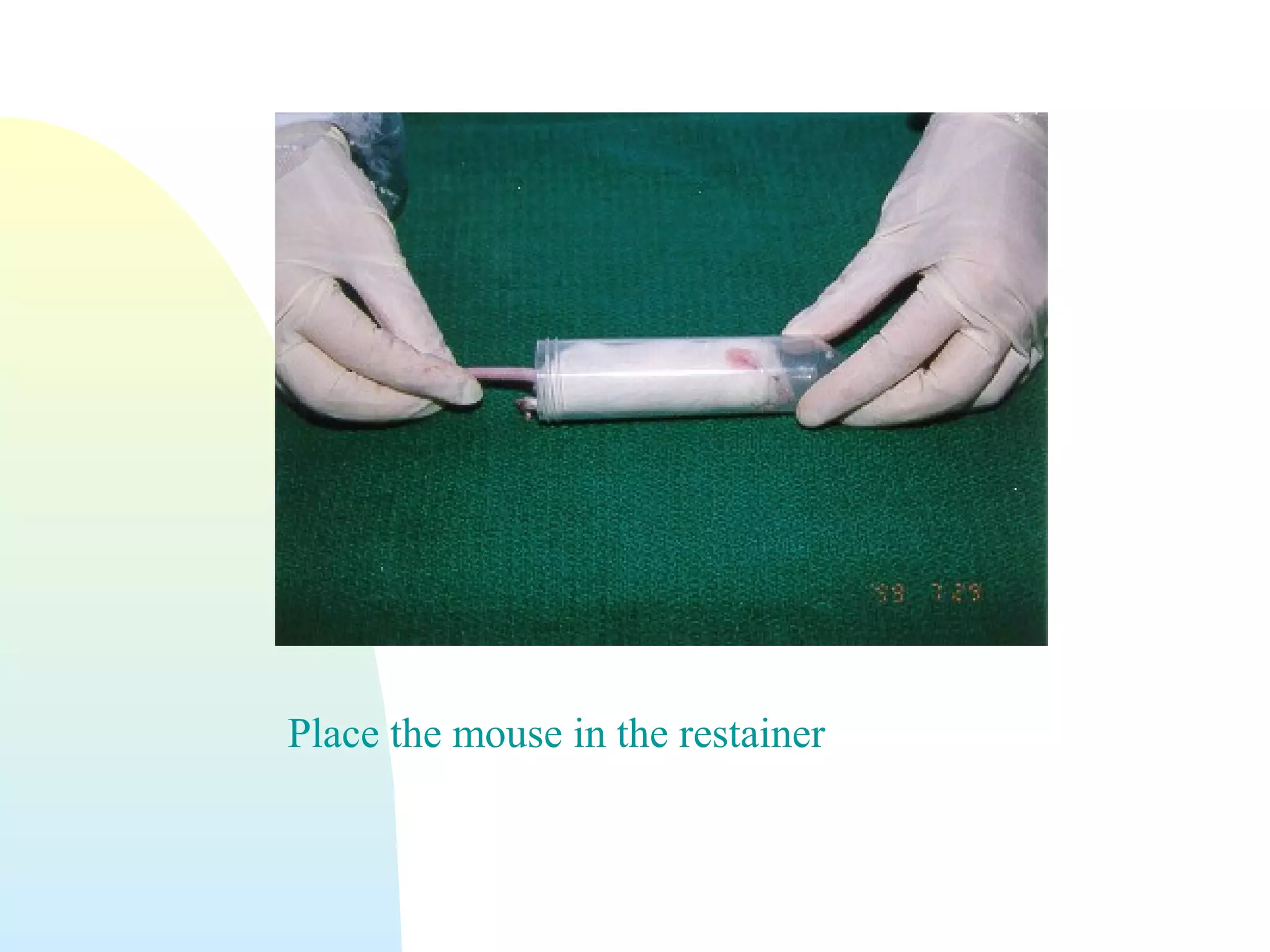 Place the mouse in the restainer
 