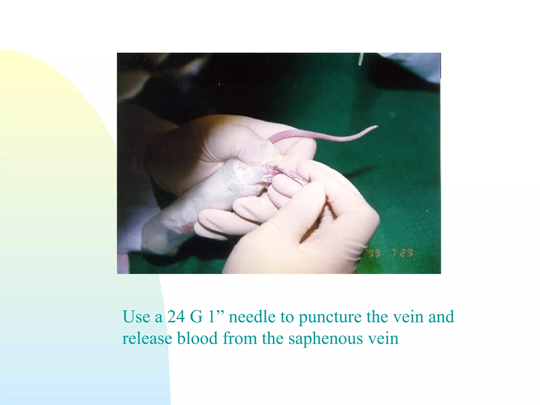 Use a 24 G 1” needle to puncture the vein and
release blood from the saphenous vein
 