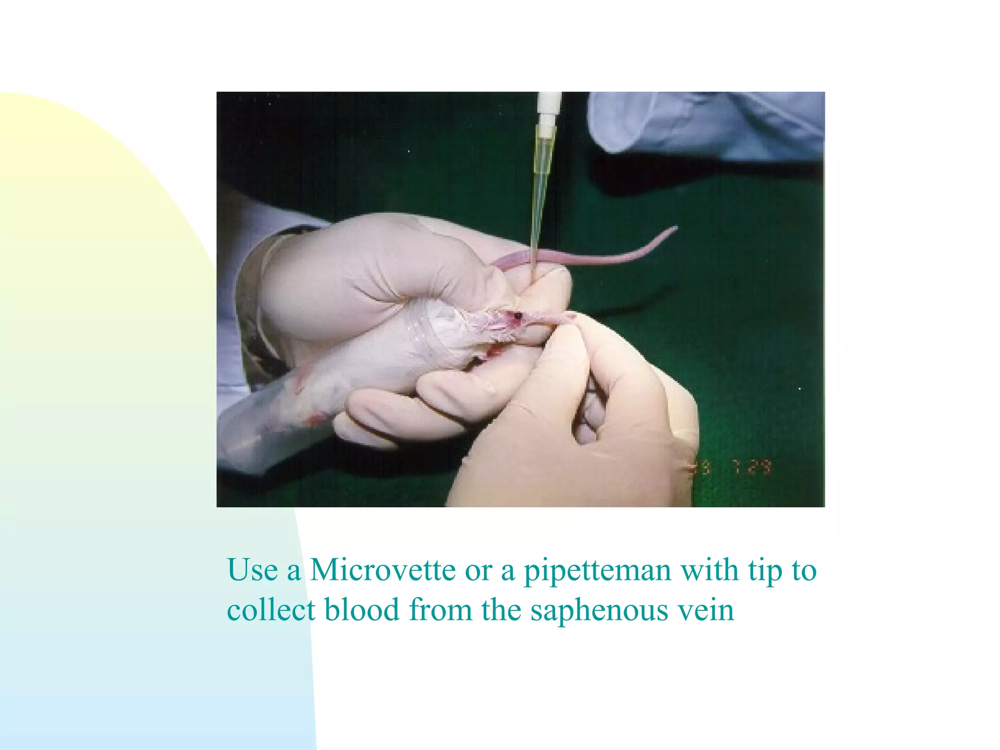 Use a Microvette or a pipetteman with tip to
collect blood from the saphenous vein
 