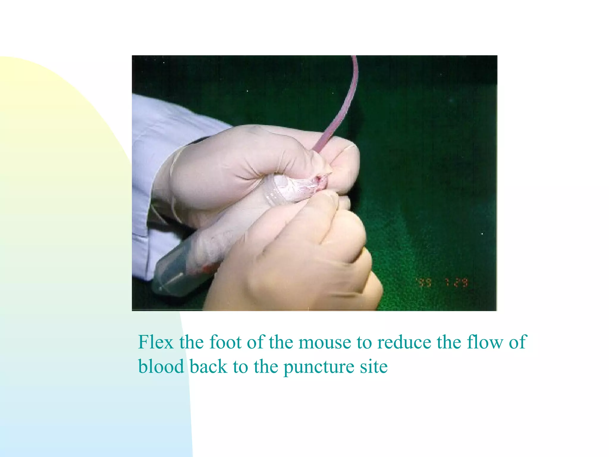 Flex the foot of the mouse to reduce the flow of
blood back to the puncture site
 
