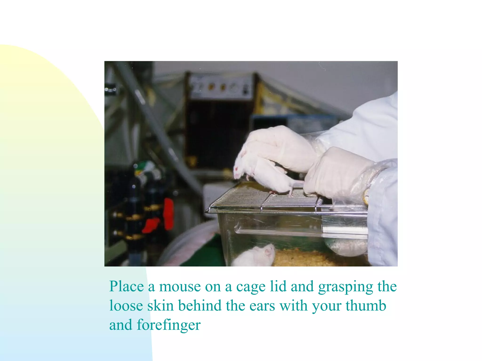 Place a mouse on a cage lid and grasping the
loose skin behind the ears with your thumb
and forefinger
 