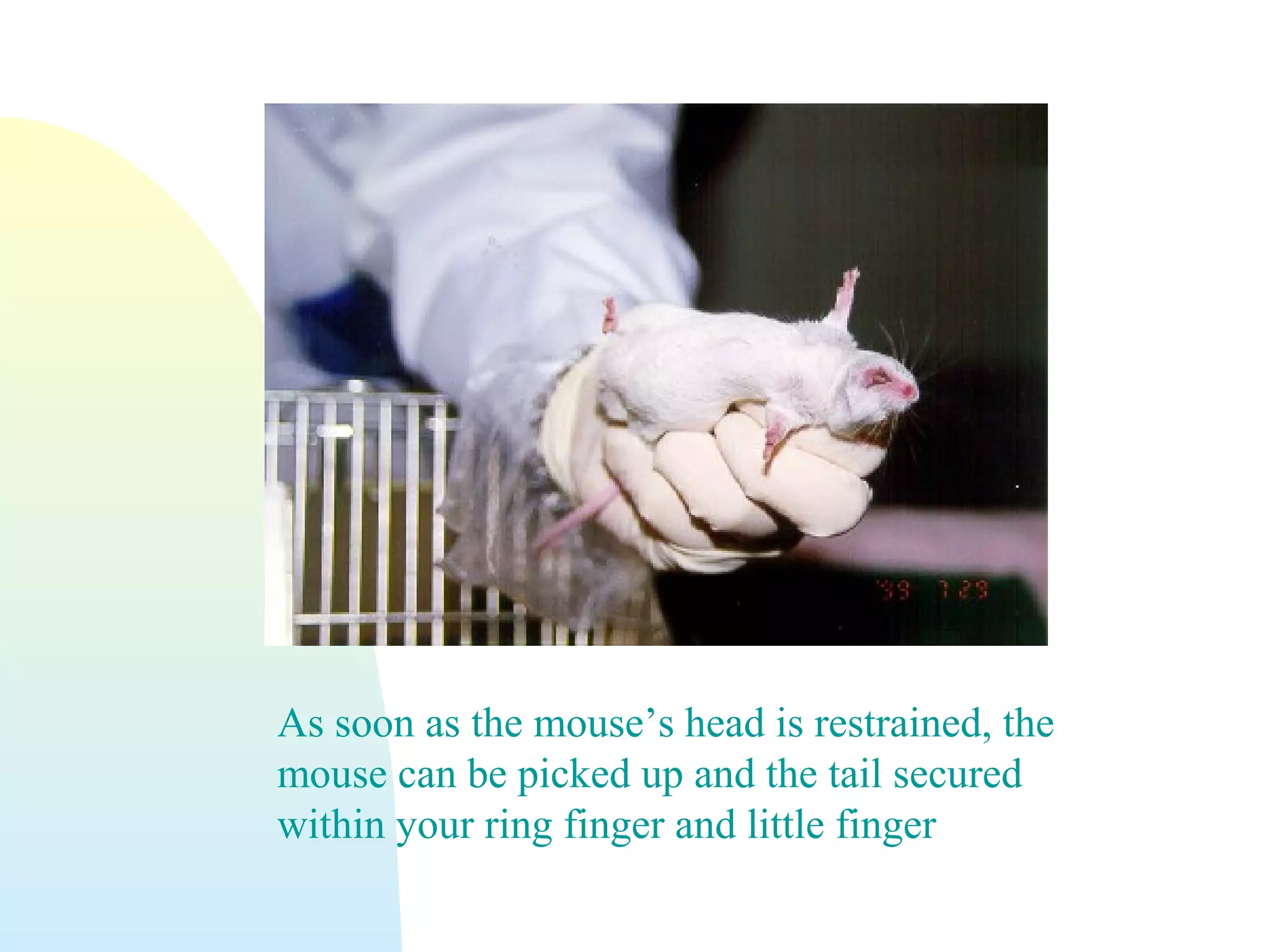 As soon as the mouse’s head is restrained, the
mouse can be picked up and the tail secured
within your ring finger and little finger
 