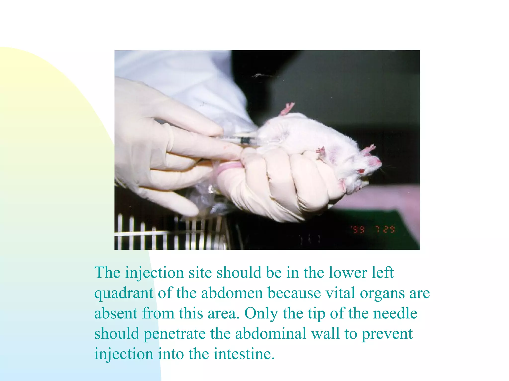 The injection site should be in the lower left
quadrant of the abdomen because vital organs are
absent from this area. Only the tip of the needle
should penetrate the abdominal wall to prevent
injection into the intestine.
 