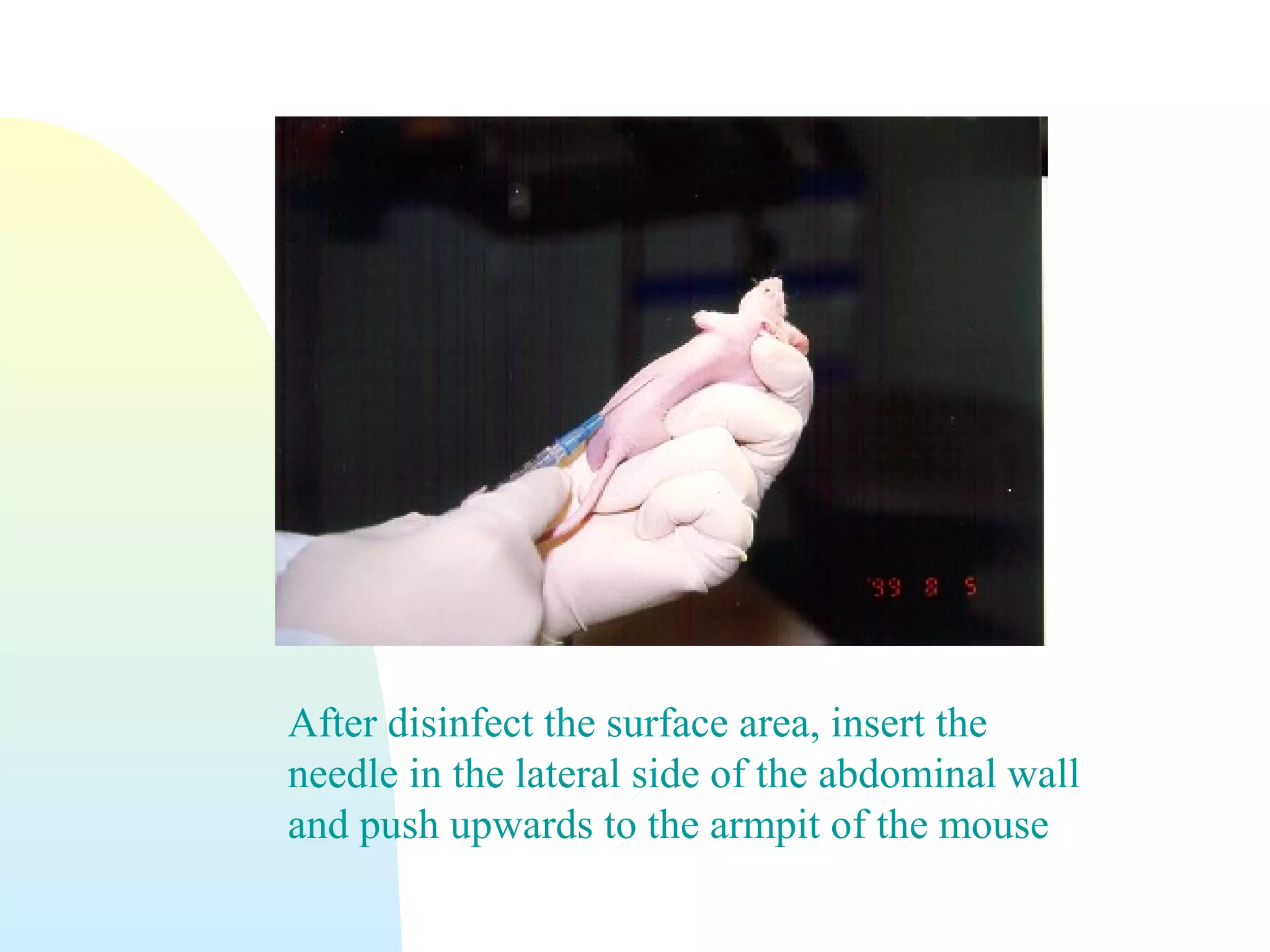 After disinfect the surface area, insert the
needle in the lateral side of the abdominal wall
and push upwards to the armpit of the mouse
 