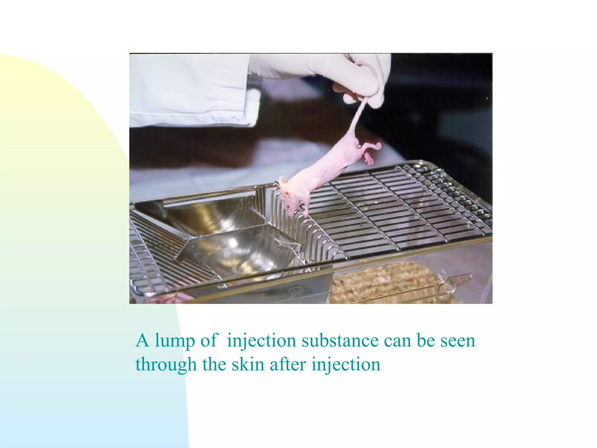 A lump of injection substance can be seen
through the skin after injection
 