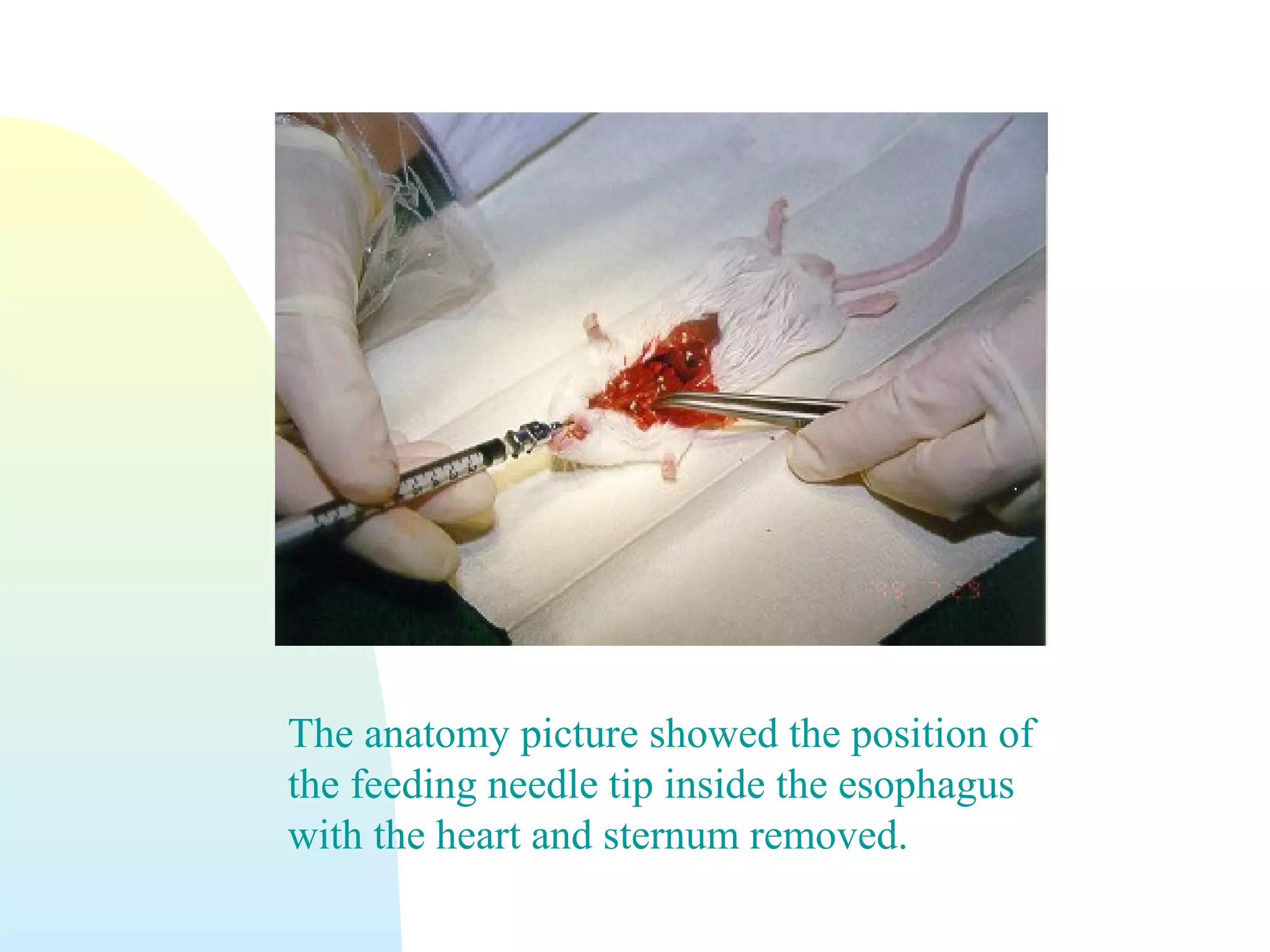 The anatomy picture showed the position of
the feeding needle tip inside the esophagus
with the heart and sternum removed.
 