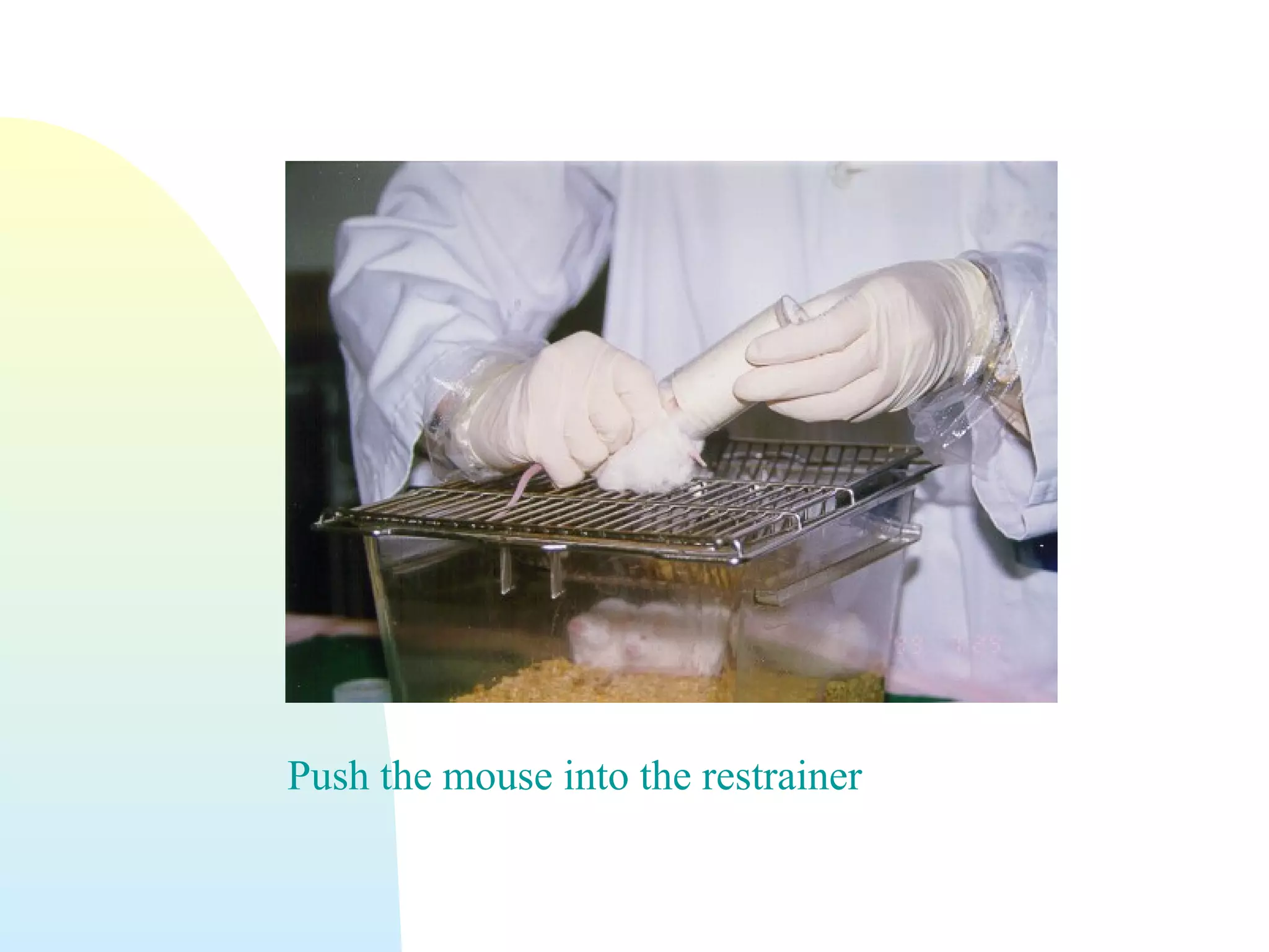 Push the mouse into the restrainer
 