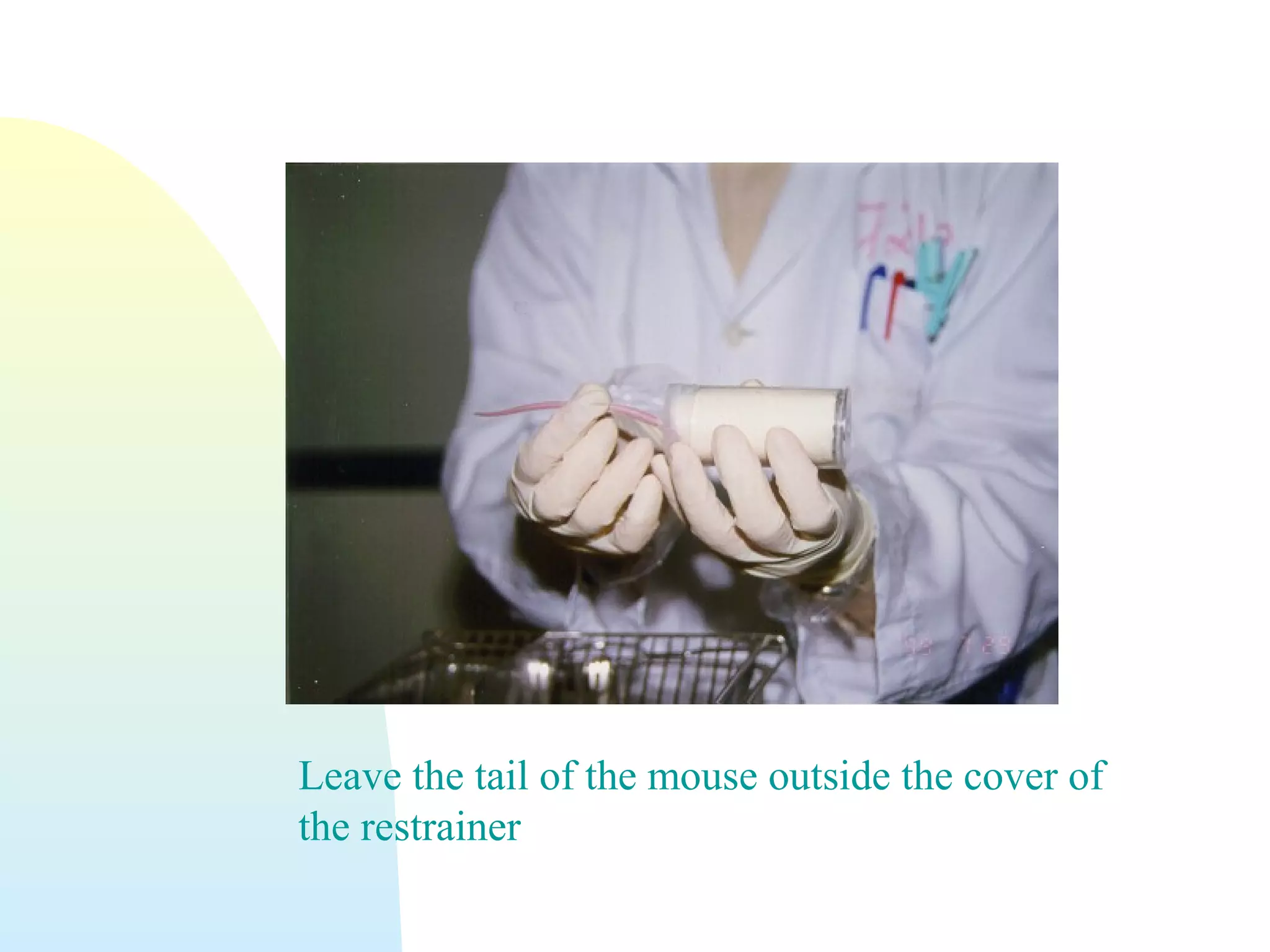 Leave the tail of the mouse outside the cover of
the restrainer
 
