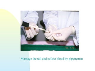Massage the tail and collect blood by pipetteman
 