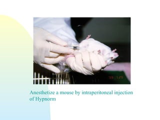 Anesthetize a mouse by intraperitoneal injection
of Hypnorm
 
