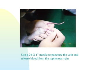 Use a 24 G 1” needle to puncture the vein and
release blood from the saphenous vein
 