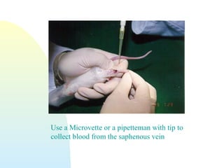 Use a Microvette or a pipetteman with tip to
collect blood from the saphenous vein
 