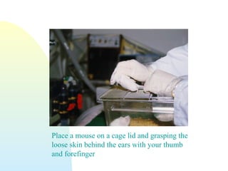Place a mouse on a cage lid and grasping the
loose skin behind the ears with your thumb
and forefinger
 