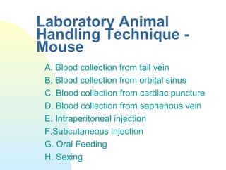 Laboratory Animal
Handling Technique -
Mouse
A. Blood collection from tail vein
B. Blood collection from orbital sinus
C. Blood collection from cardiac puncture
D. Blood collection from saphenous vein
E. Intraperitoneal injection
F.Subcutaneous injection
G. Oral Feeding
H. Sexing
 