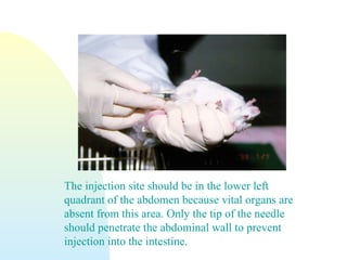 The injection site should be in the lower left
quadrant of the abdomen because vital organs are
absent from this area. Only the tip of the needle
should penetrate the abdominal wall to prevent
injection into the intestine.
 