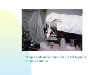 Pick up a nude mouse and spin it’s tail to put it
in a faint condition
 