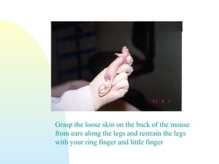 Grasp the loose skin on the back of the mouse
from ears along the legs and restrain the legs
with your ring finger and little finger
 