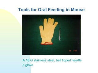 Tools for Oral Feeding in Mouse
A 18 G stainless steel, ball tipped needle
a glove
 
