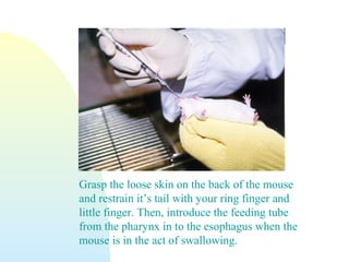 Grasp the loose skin on the back of the mouse
and restrain it’s tail with your ring finger and
little finger. Then, introduce the feeding tube
from the pharynx in to the esophagus when the
mouse is in the act of swallowing.
 