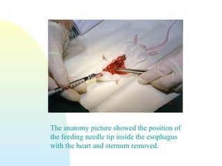 The anatomy picture showed the position of
the feeding needle tip inside the esophagus
with the heart and sternum removed.
 