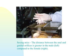 Sexing mice - The distance between the anal and
genital orifices is greater in the male (left)
compared to the female (right).
 