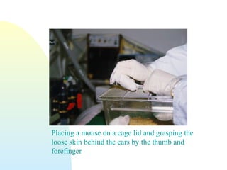Placing a mouse on a cage lid and grasping the
loose skin behind the ears by the thumb and
forefinger
 