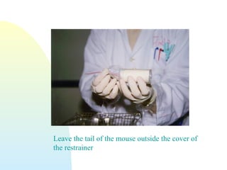 Leave the tail of the mouse outside the cover of
the restrainer
 