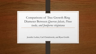 Comparisons of Tree Growth Ring
Diameter Between Quercus falcate, Pinus
taeda, and Juniperus virginiana
Jennifer Luther, Carl Chmielewski, and Ryan Grubb
 