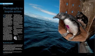 60 GO! April 2012 www.gomag.co.za GO! April 2012 61
A SECOND CHANCE
Table Bay, South Africa
“Two African penguins hesitate for a second before jumping to freedom into
the cold waters of Table Bay. Rescued from near starvation several months
earlier, the Southern African Foundation for the Conservation of Coastal
Birds (SANCCOB) nurtured them back to health.
“Unique to southern Africa, the population of African penguins has
droppedbymorethan80%since1956.Withonly26000breedingpairsleftin
the wild, the life of each penguin counts.”
HOW? Nikon D300, 12mm lens, shutter speed 1/160 second, aperture f20,
ISO 200, manual mode, with a flash.
Photography to
inspire action
EDITED BY SAM REINDERS
CHERYL-SAMANTHA
OWEN
Reading: The Sudan
Handbook, edited by
John Ryle et al
iPod playlist: Brahms’
violin concerto
S
he’sbeenpinnedbeneatha
boatbyawhaleshark,had
herfacesplatteredwith
penguinguano,tiptoed
behindbuffalosandriddenshotgunin
rusty4x4s,inricketyboatsandaboard
tinyplaneswhileexploringAfrica
anditsoceans.Kenyan-born,South
African-basedCheryl-SamanthaOwen
isaconservationphotographerwitha
passionforteachingpeopletocare.In
orderforpeopletobemovedtosave
something,shebelievesthatthey
havetoloveitfirst.
“Iwanttoinspirepeopletoact,”
shesays.“Conservationphotography
walksathinlinebetweenbeingtoo
cutesyandtoogory.It’seasytoshock
people.What’sdifficultistofind
beautyinasituationthatisn’tby
itsnaturebeautiful.Thisistheonly
waytohelppeopleunderstandthe
delicateworldwelivein.”
Samstudiedandworkedwithin
theconservationbiologyfieldbefore
turningtophotography.Shebelieves
thathigh-quality,dramaticphotogra-
phycanbeapowerfulweaponwhen
pairedwiththecollaborationofscien-
tists,leaders,rangers,fieldworkers
andpeoplelikeyouandme.
Sheconsidersherjobaprivilege
–although,astheguanoincident
proves,itisn’tasglamorousaspeople
maythink.Andwithallthebadnews
aboutconservationoutthere,doesn’t
she get depressed? She shakes her
head.“It’s the bad news that drives
me,”she says.“It makes me more
determinedtowinthenextbattle,to
startthenextprojectthatwillhope-
fullymakeadifference.”
TheskillofSam’sworkisthatshe
textures environmental issues with
the interwoven social issues – the
animals,thescientistsandeverything
in-between.
Rightnow,Samisspearheading
aphotographiccampaigntoprotect
some of Kenya’s last remaining
coastal wilderness, where the rich
biodiversityandtraditionalcultures
areunderthreat.
Fighton,Sam!
 