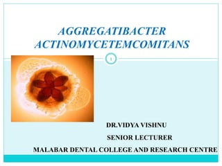 AGGREGATIBACTER
ACTINOMYCETEMCOMITANS
1
DR.VIDYA VISHNU
SENIOR LECTURER
MALABAR DENTAL COLLEGE AND RESEARCH CENTRE
 