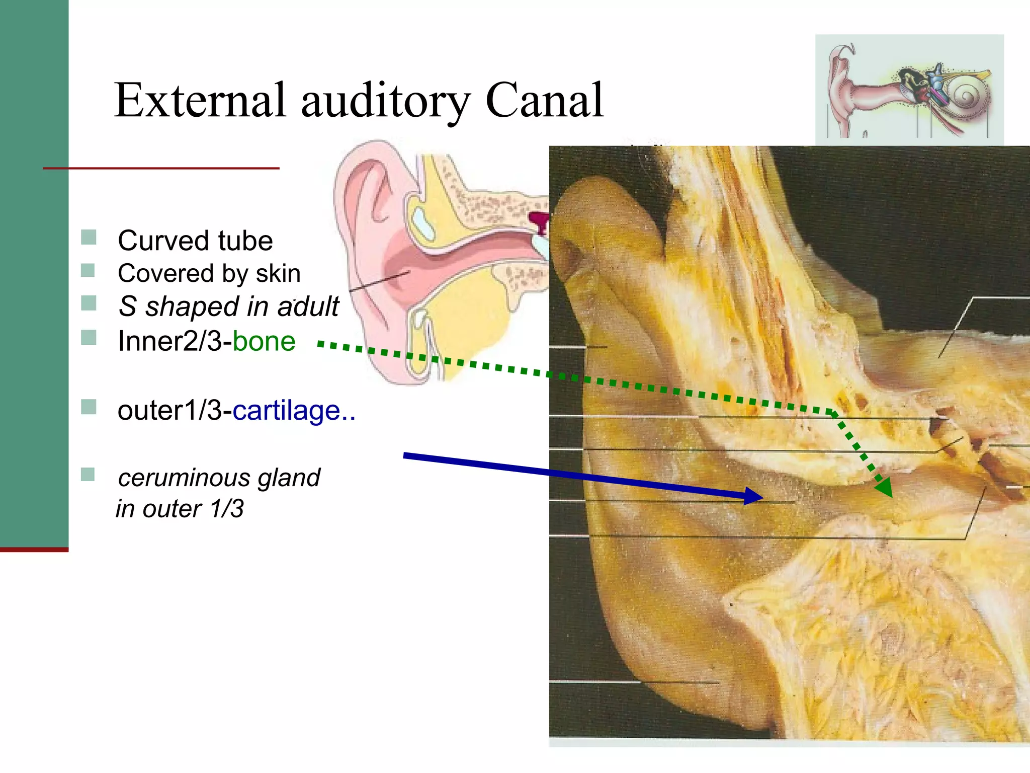 2(a) anatomy and physiology of the peripheral and central auditory ...