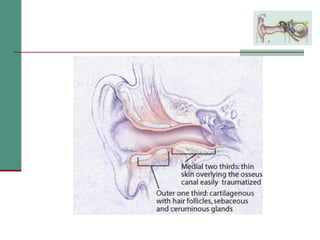 2(a) anatomy and physiology of the peripheral and central auditory ...