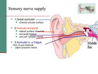 2(a) anatomy and physiology of the peripheral and central auditory ...