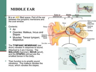 2(a) anatomy and physiology of the peripheral and central auditory ...
