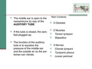 2(a) anatomy and physiology of the peripheral and central auditory ...