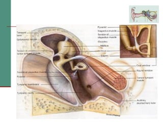 2(a) anatomy and physiology of the peripheral and central auditory ...